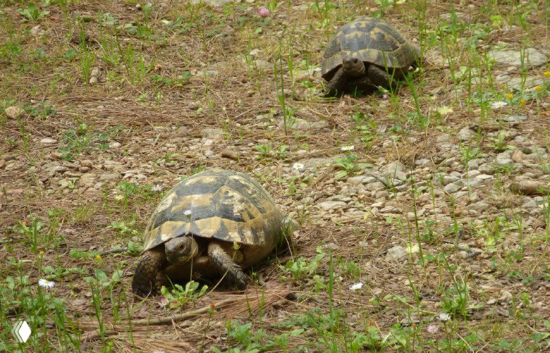 Две степенные черепахи на грунтовой поверхности тропы среди травы и камней: природа и животные на туристическом маршруте.