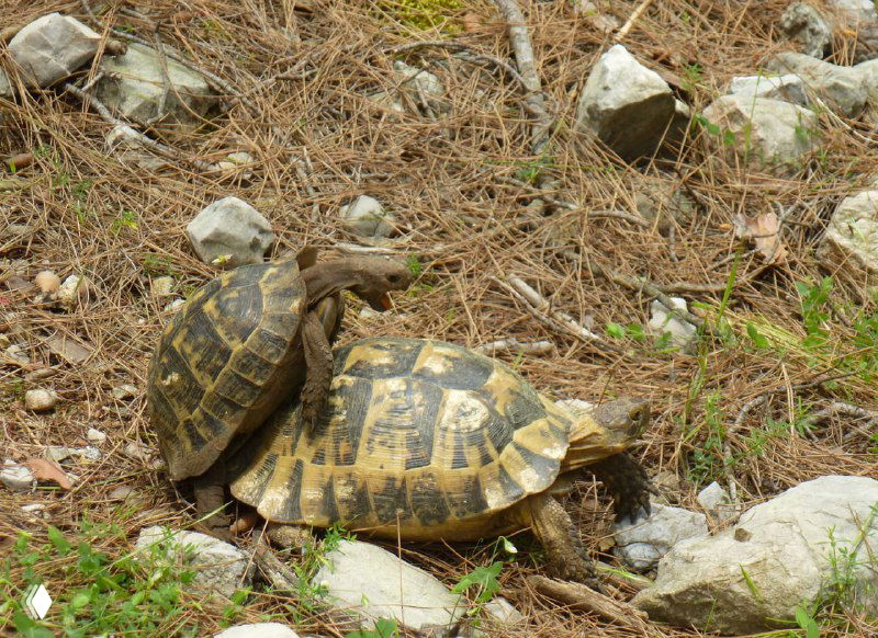Пара черепах в момент ухаживания: одна черепаха следует за другой среди иглистой подстилки и камней на тропе.