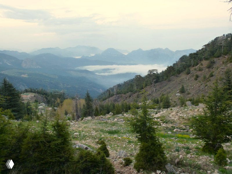 Обширный высокогорный луг с редкими деревьями и видом на долину и далёкие горы, камни и полевые травы на переднем плане.