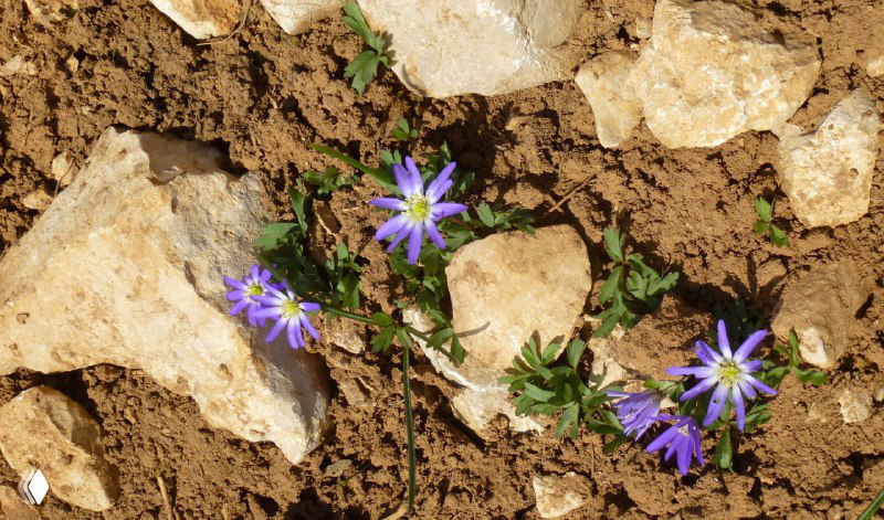 Мелкие фиолетовые горные цветы, растущие в каменистых трещинах высокогорного склона Ликийской тропы, крупный план на растительность в суровой среде.