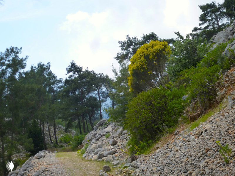 Горная тропа среди сосен и средиземноморской растительности на подходе к Янарташу — типичный участок Ликийской тропы.