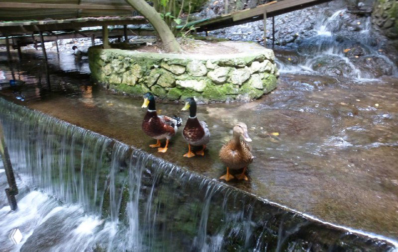 Небольшой ручей с деревянными настилами и утками на воде в Улупинаре — место с ресторанчиками и прудами с форелью.