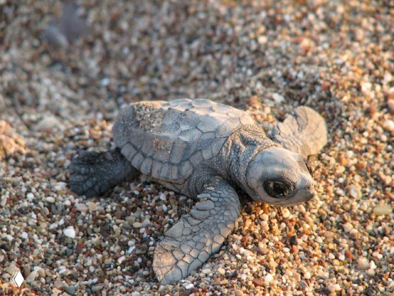 Новорожденный детёныш черепахи Caretta caretta на песке в момент выхода к морю — крупный план маленькой серо-бежевая черепашки на гальке.