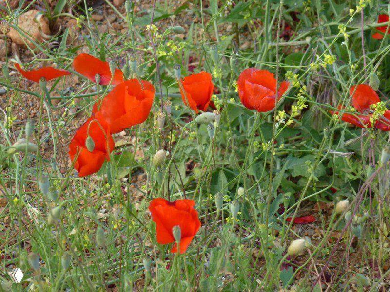 Красные полевые маки и травянистые заросли вдоль маршрута у мыса Гелидония — небольшая деталь природного показа тропы и прибрежья.