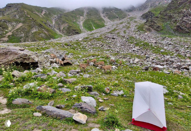 Палатка MSR Hubba Hubba NX среди каменистых склонов Безенги и альпийских лугов, в окружении горных пастбищ и пасущихся козлов.