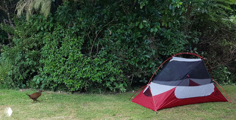 Палатка MSR Hubba в Новой Зеландии у зелёного кустарника; рядом наглая птица weka исследует палатку в поисках еды — момент повреждения тента.