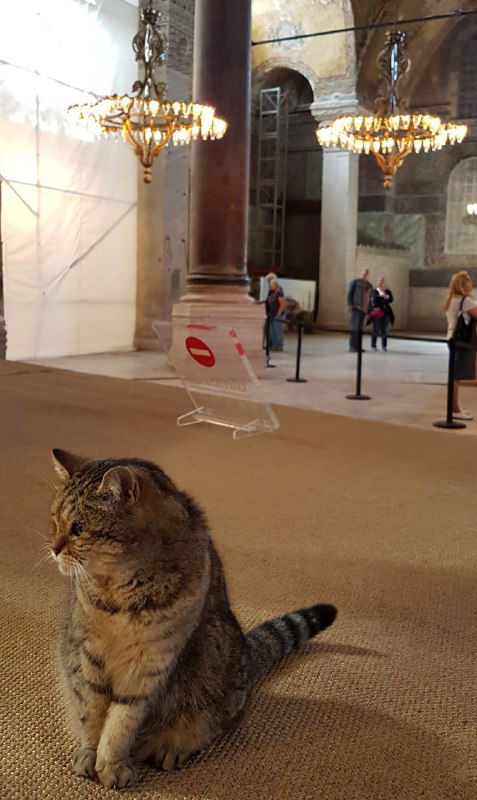 Стамбульский кот внутри собора Святой Софии сидит на ковре рядом с ограждением; вокруг видны элементы интерьера, люди и мягкое дневное освещение.