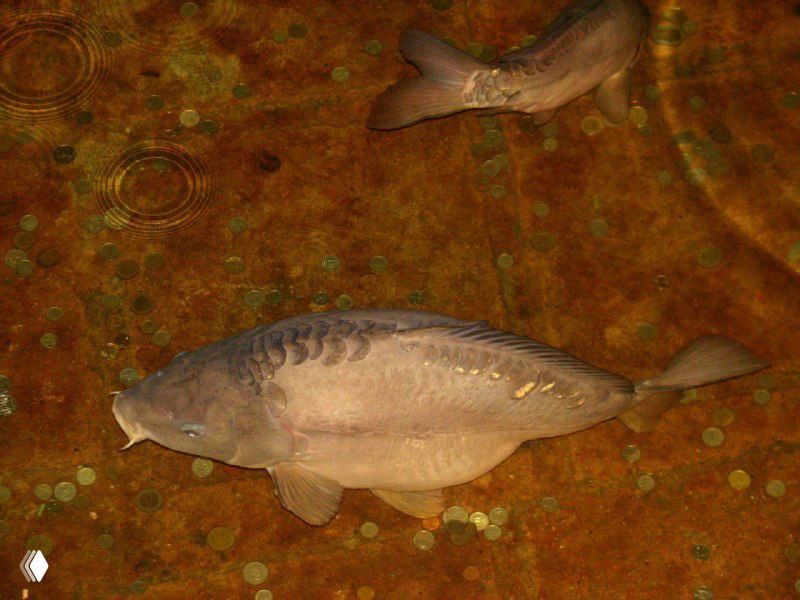 Крупная рыба, плывущая в воде на полу цистерны: спокойные карпы среди монет, заметные на дне, эпизод, связанный с историей открытия цистерны.