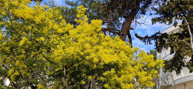 Крупный план цветущей мимозы на Принцевых островах, яркие жёлтые соцветия на фоне неба и строений, весенний садовый пейзаж.