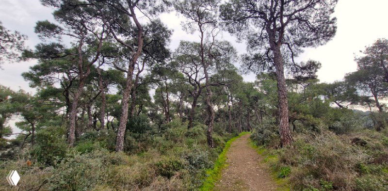 Пешеходная тропа через сосновый лес на Бююкаду, узкая дорожка в зелёной подстилке — атмосфера уединённой прогулки по острову.