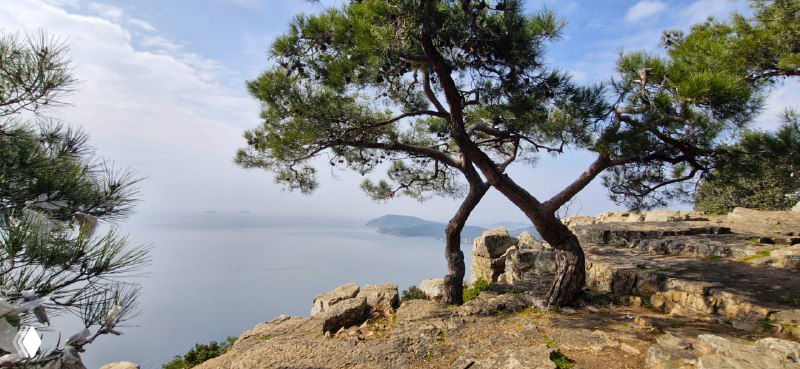 Кусочек прибрежного ландшафта: скалистые выходы, одиночные сосны и море — ощущение дикой прибрежной природы неподалёку от троп.