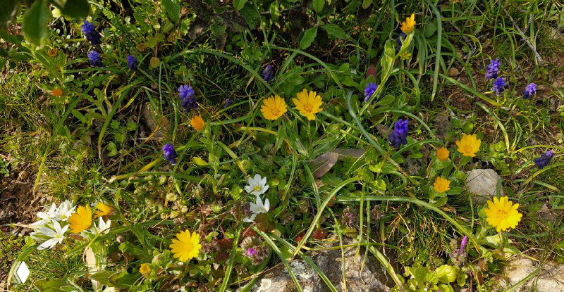 Цветущие луговые дикорастущие цветы разного цвета на фоне травы и камней — мелкие детали весенней флоры острова Бююкаду.