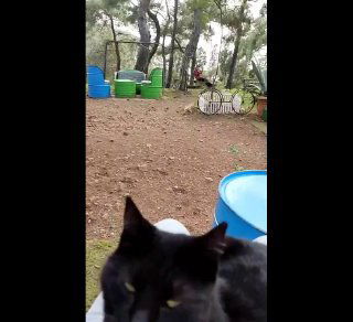 Крупный план чёрной уличной кошки, присевшей в сосновом бору на Бююкаду; на заднем плане видны бочки и велосипеды, атмосфера островной жизни.