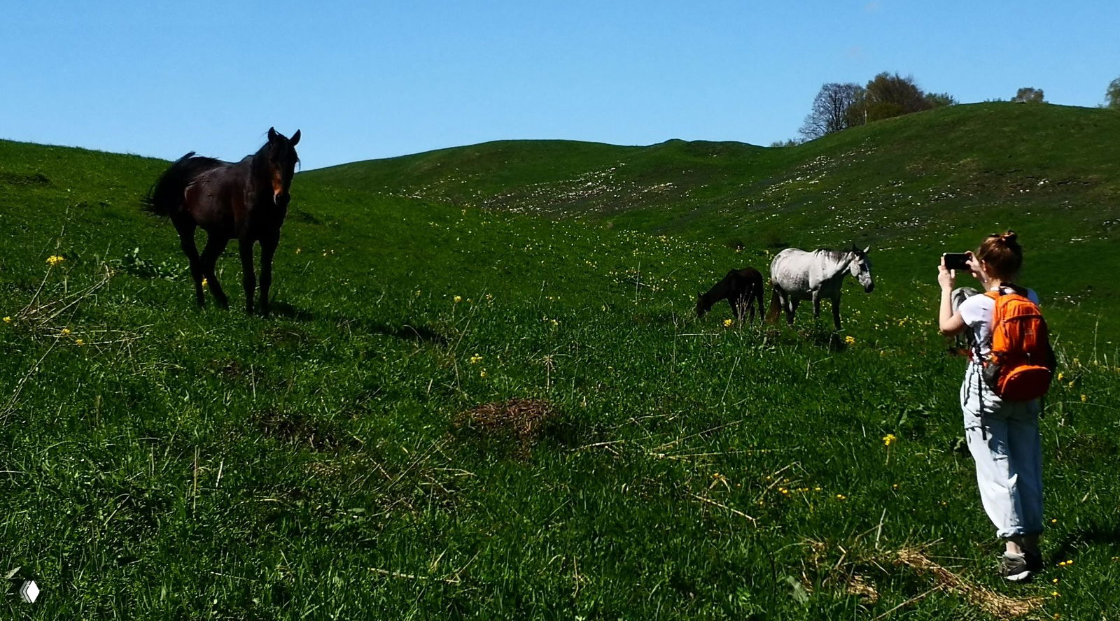 Группа лошадей на ярко-зелёном склоне; туристка с оранжевым рюкзаком снимает животных на телефон, весенняя трава вокруг.