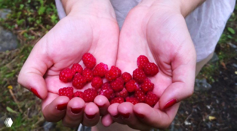 Раскрытые ладони с собранной мелкой лесной малиной на фоне зелёной подстилки — сезонный перекус во время похода и треккинга.