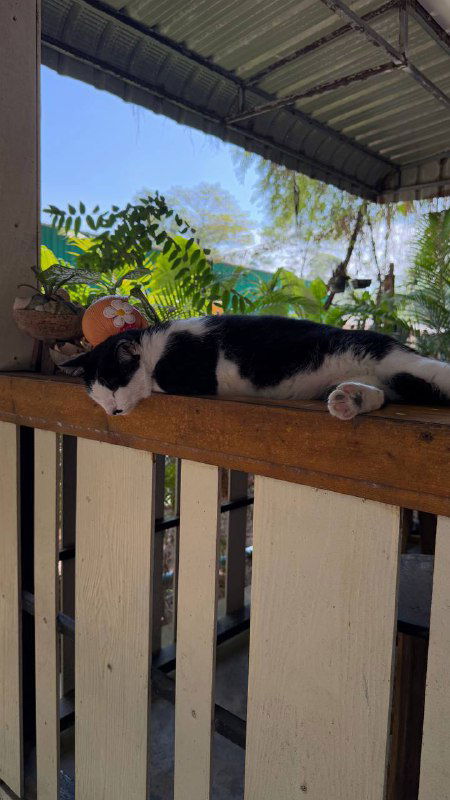 Спящая кошка на деревянном перилах в тени возле кофейни на пляже — расслабленная сцена местной жизни рядом с пляжем Най Янг.