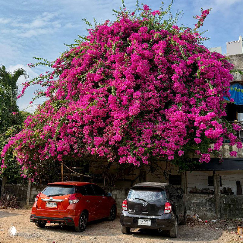 Арендовать машину на Самуи