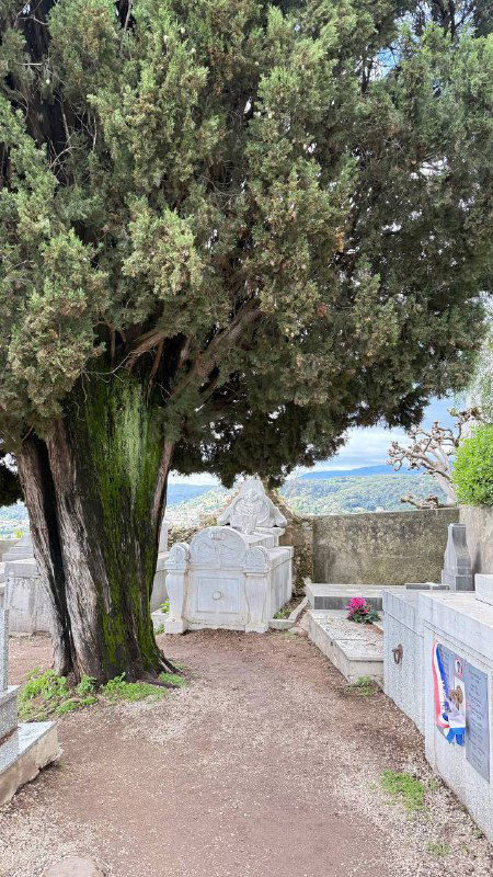 Кладбище в Сен‑Поль‑де‑Ванс с высоким деревом и надгробиями на фоне моря — место, где находится могила Марка Шагала.