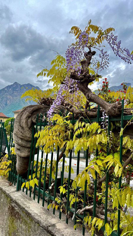 Старое корявое дерево, оплетаемое цветущей глицинией у декоративной ограды; деталь садовой архитектуры на берегу озера Комо с горами на заднем плане.