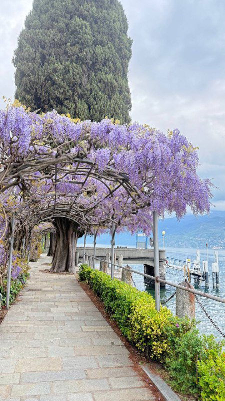 Набережная с мощёной дорожкой и обильно цветущей глицинией, вид на причалы и спокойную водную гладь — уютная прогулочная аллея на озере Комо.
