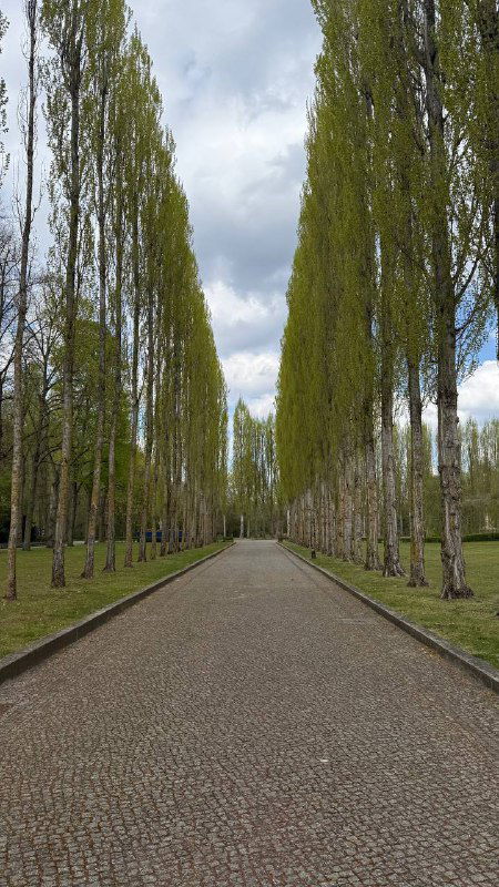 Длинная аллея пирамидальных тополей в Трептов парке, ровная гравийная дорожка между рядами высоких деревьев — тихая прогулочная зона весной.