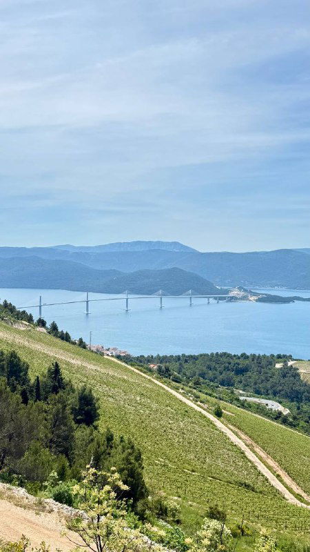 Вид с холма на Адриатику и Пелешацкий мост: акцент на мост, острова и виноградные склоны в переднем плане под голубым небом.