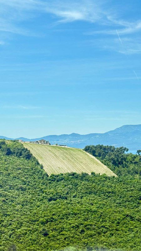 Зелёные виноградники на склоне: ровные ряды лоз, холмы и кусочек моря вдалеке при ясной погоде, типичный сельский пейзаж Далмации.