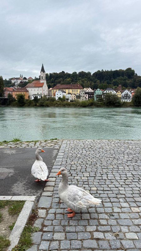 Две гуси на каменной набережной Пассау: белые птицы на фоне реки, каменных плит и городского берега с зелёными насаждениями.