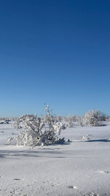 Заснеженная равнина с низкими кустами и инеем, чёткий горизонт под голубым небом — спокойный зимний пейзаж окрестностей Саратова.