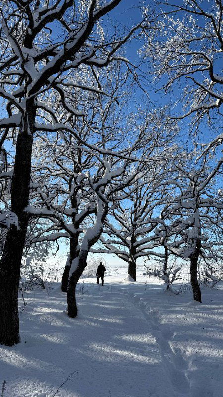 Аллея высоких деревьев, покрытых снегом; вдалеке виден силуэт человека, тихая зимняя сцена в парке, мягкий свет и хруст снега.