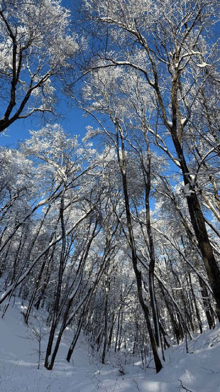 Вид вверх на стройные берёзы с инеем и снежными ветвями на фоне яркого синего неба; зимняя лесная крона в парке «Ударник».