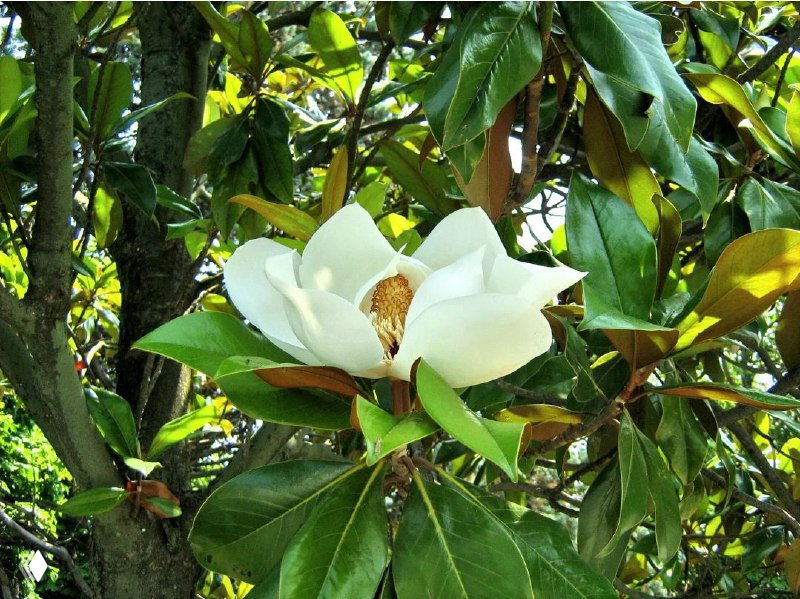 Во что превращаются магнолии осенью