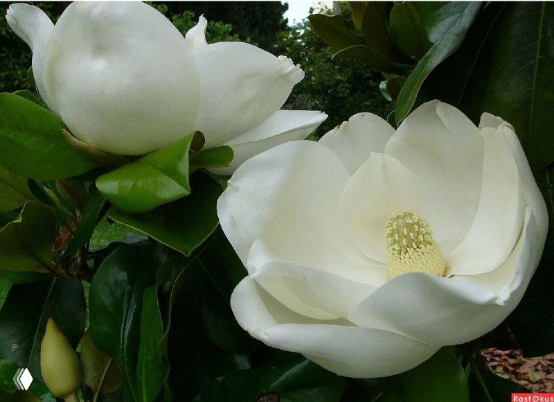 Пара раскрытых белых цветов магнолии вблизи, виден внутренний тычиночный пучок и плотные губчатые лепестки на фоне листвы.