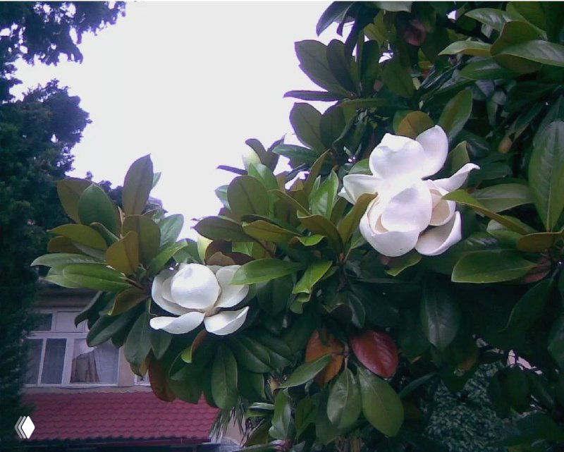 Белые цветы магнолии на ветвях у окон дома, композиция показывает соотношение цветов и кроны дерева в уличном окружении.
