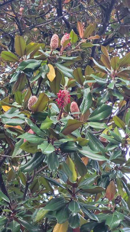 Осенние шишки и красные зёрнышки