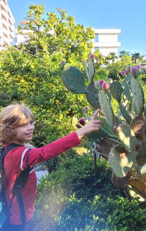 Опунция: съедобная, но с микроиголочками