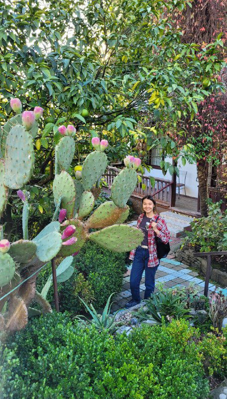 Женщина стоит рядом с большим кустом опунции в саду; много розовых плодов на плоских зелёных стеблях кактуса и окружающая растительность.