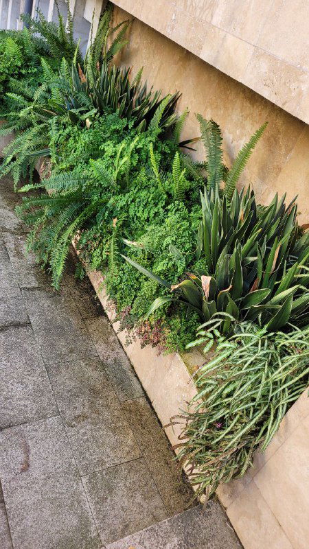 Общий план: пышная полоса папоротников и зелёных растений в каменном цветнике у лестницы музея, вид со стороны тротуара.