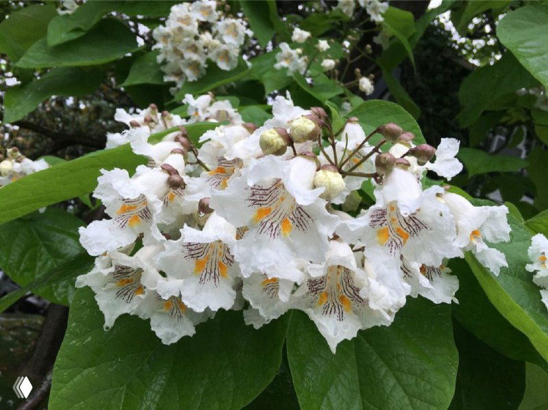 Макрофото грозди белых цветков катальпы с заметными оранжево-фиолетовыми жилками и сформировавшимися бутончиками на фоне зелёных листьев.