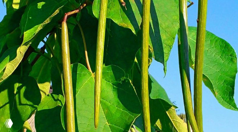 Её ещё «дерево счастья» называют)