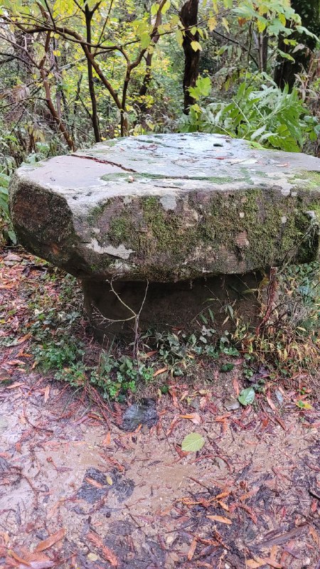 В этом лесу есть несколько дольменов