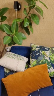 Фото интерьера: синий диван с подушками и крупное комнатное растение в кашпо у стены — часть коллекции автора.