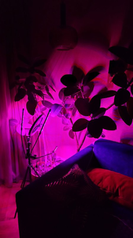 Подсветка для фикусов — гостиная как будуар