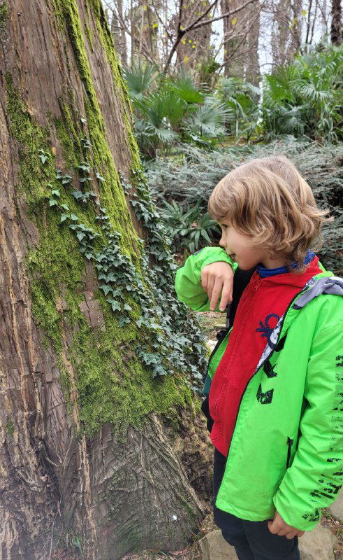 Ребёнок в зелёной куртке нюхает кору большого дерева в сочинском парке; видны плющ, мох и естественная городская зелень.