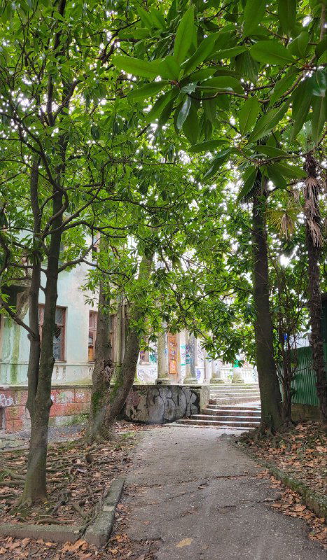 Узкая аллея под зелёными кронами деревьев у старого здания в Сочи; дорожка, граффити и прохладный полутеньный свет.