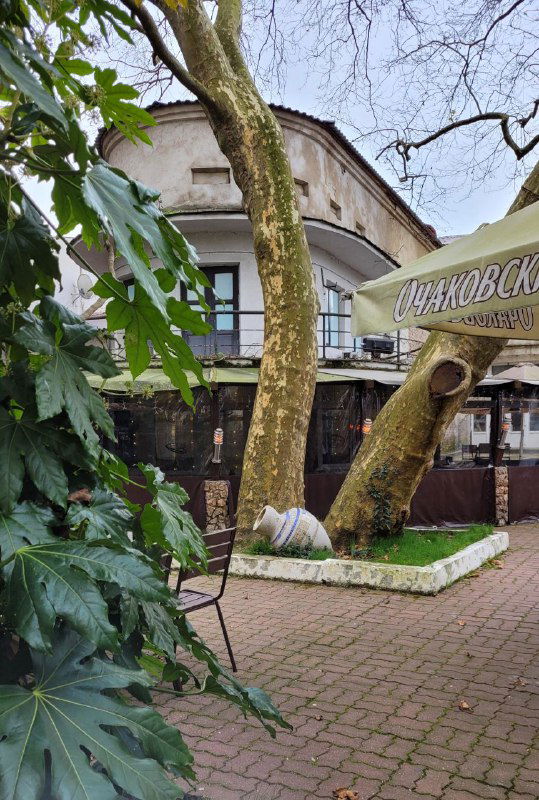 Улица с кафе и массивным деревом у тротуара, вокруг зелёные растения и столики в городской обстановке Сочи.