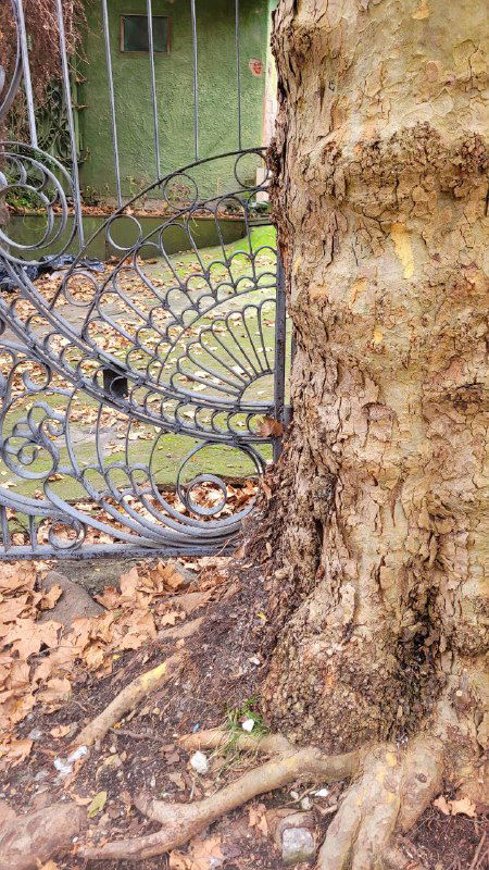 Крупный план коры старого платана, у его корней декоративная кованая решётка и влажная осенняя листва в сочинском дворе.