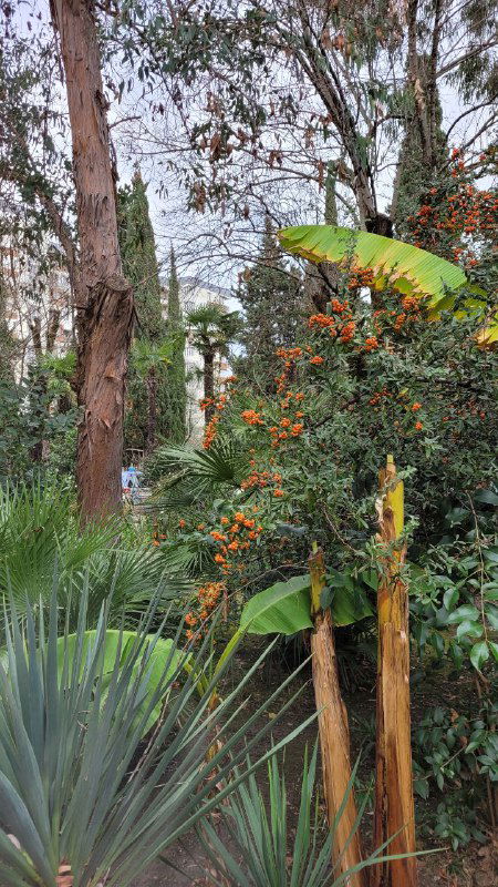 Субтропические кустарники с оранжевыми ягодами, юкка и пальмы на фоне соснового бала в сочинском зелёном уголке.