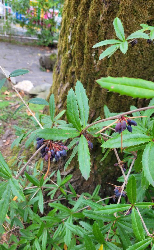 Крупный план листьев и тёмно-фиолетовых ягод у основания дерева; естественная растительность и влажная земля сочинского парка.