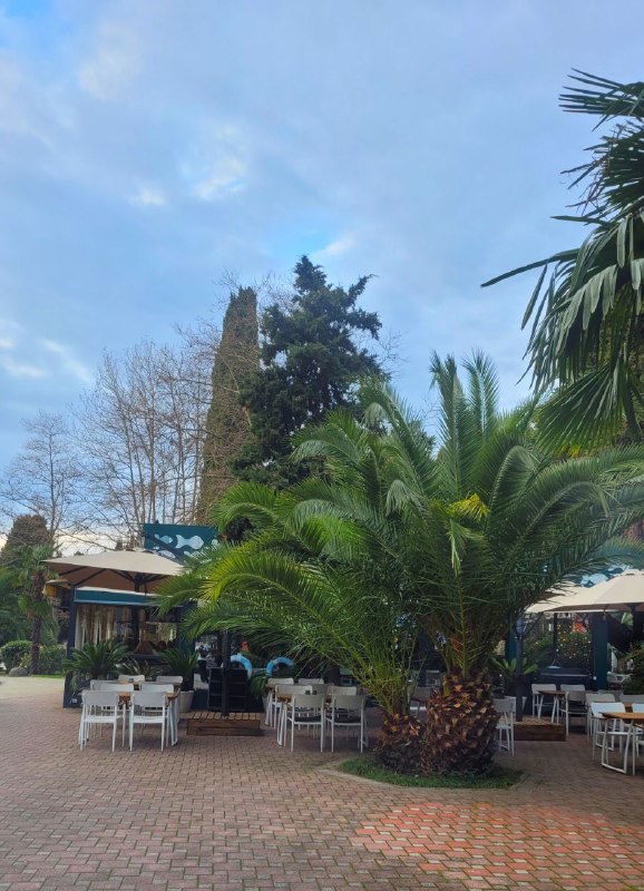 Уличное кафе с пальмами и столиками на террасе; посетители за столиками и открытая барная зона, атмосфера тёплого отдыха в городе.